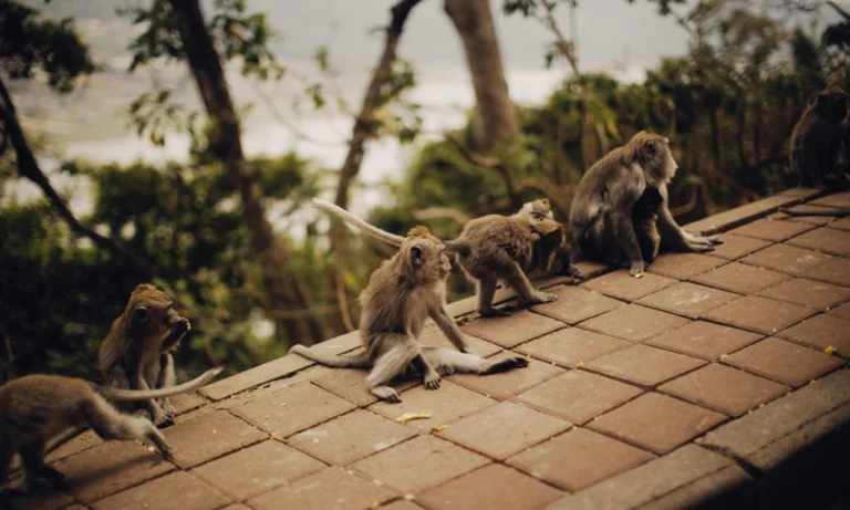 Untitled design - 2025-10-27T000601.313