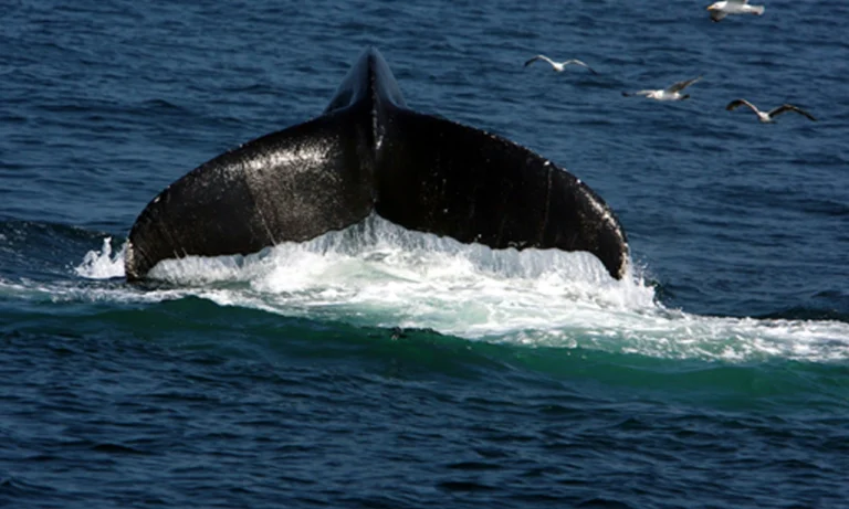 Untitled design - 2025-10-27T014504.593